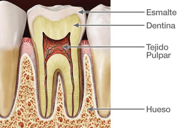 Endodoncia O Tratamiento De Conducto Dental Centro